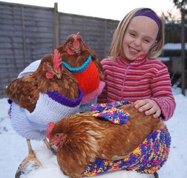 7 причин обзавестись курочками в этом году