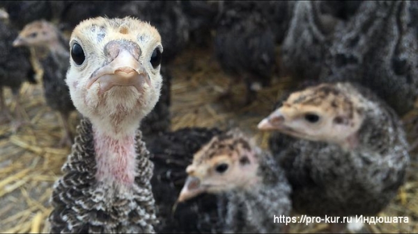 Чем кормить индюшат с первых дней жизни