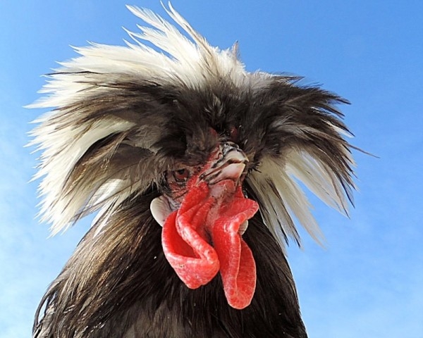 ТОП-15 элитных и редких пород кур ТОП-15 элитных и редких пород кур