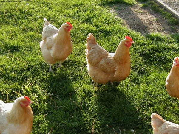 Куры несушки — лучшие из лучших