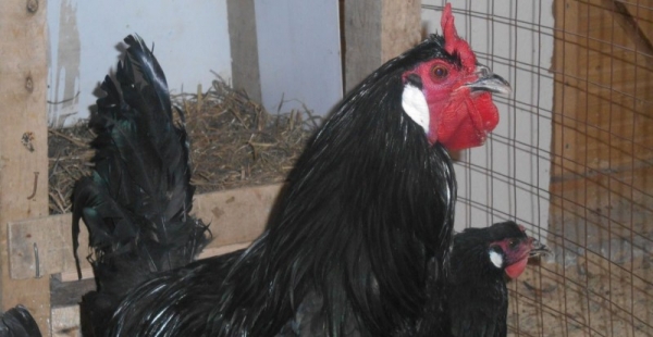 Ла Флеш — интересные «рогатые» курочки