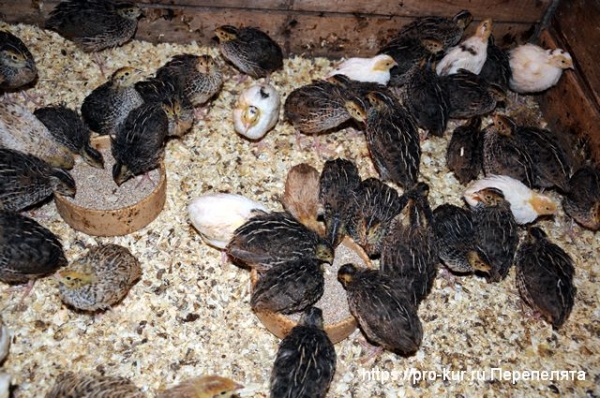 Уход за перепелятами с первого дня жизни в домашних условиях