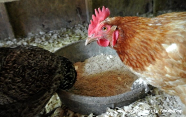 Сколько корма нужно курам в день, месяц и год?