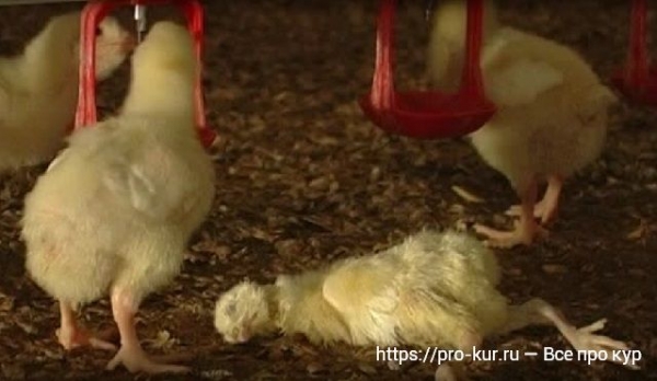 Болезни бройлеров — симптомы и лечение Болезни бройлеров — симптомы и лечение