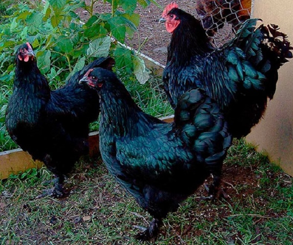 Лангшан — курочки родом из Китая