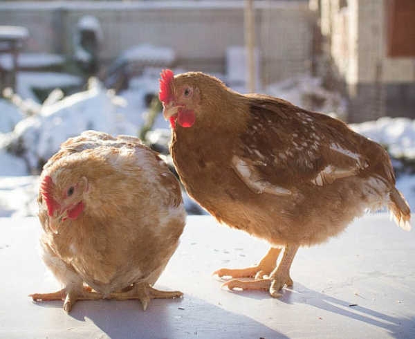 Мини курочки — маленькие, да удаленькие Мини курочки — маленькие, да удаленькие