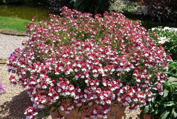 Выращивание цветов вида Нимезия из семян: от посадки до ухода Выращивание цветов вида Нимезия из семян: от посадки до ухода