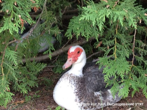 Выращивание утят в домашних условиях для начинающих Выращивание утят в домашних условиях для начинающих