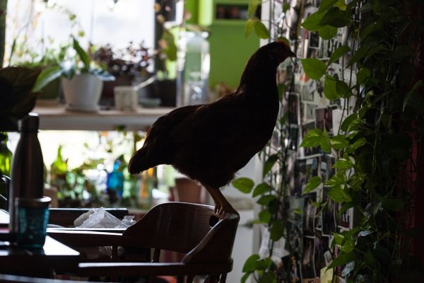 Курица живет в квартире — фото и карьера несушки фотомодели