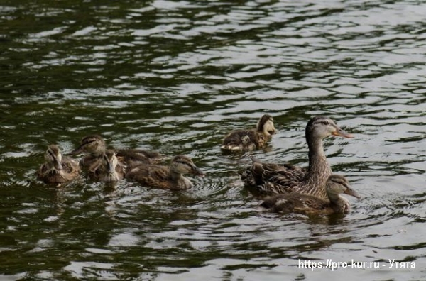 Биологические особенности домашних уток