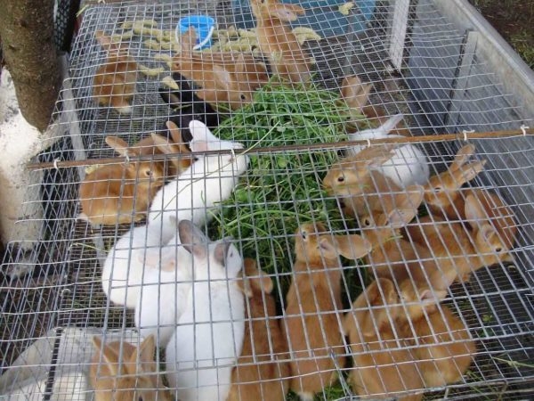 Как сделать крольчатник Как сделать крольчатник