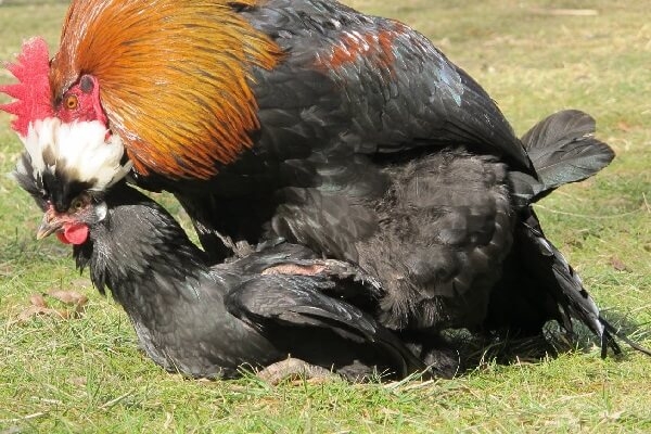 Вопросы и ответы про кур и петухов