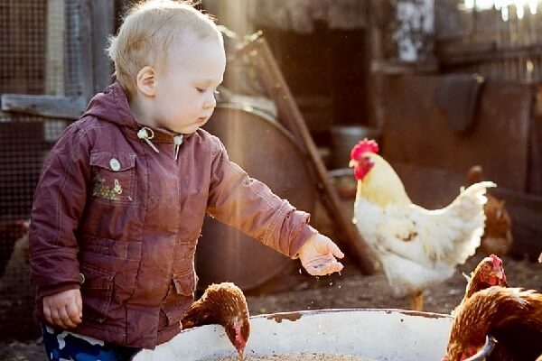 7 причин обзавестись курочками в этом году