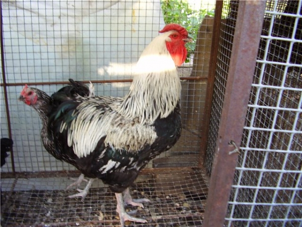 Юрловские голосистые курочки