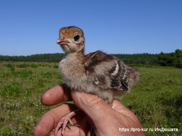 Правильное содержание индюков ТОП-8 советов Правильное содержание индюков ТОП-8 советов