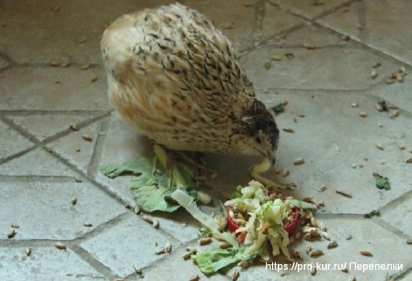 Понос у перепелов симптомы и лечение