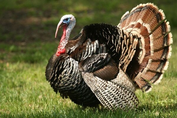 Разведение птицы в домашних условиях на даче или в саду