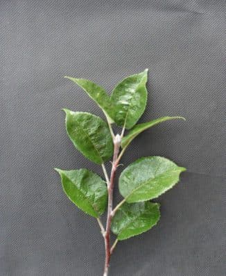 Хранение черенков яблони в домашних условиях до посадки