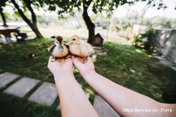 Домашние утята – выращивание и кормление в домашних условиях Домашние утята – выращивание и кормление в домашних условиях