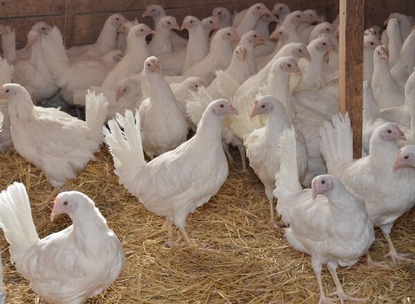 Разведение кур как бизнес на несушках и яйцах