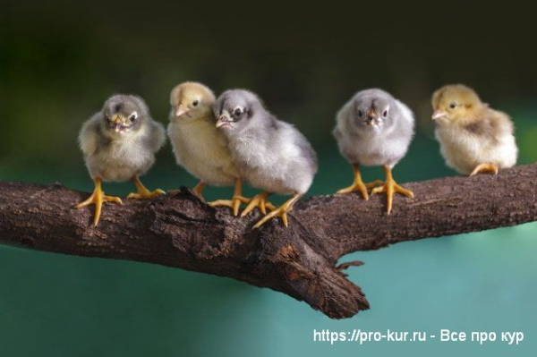 Содержание кур как направление бизнеса