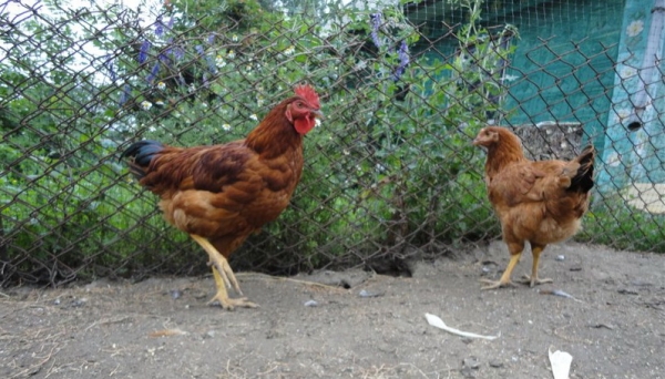 Все о Венгерских курах