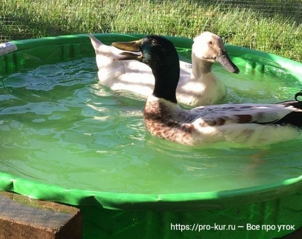 Птичник для уток своими руками — как построить и оборудовать Птичник для уток своими руками — как построить и оборудовать