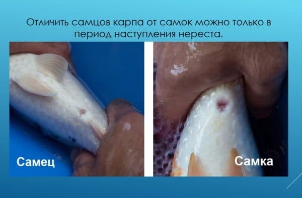 Как выращивать карпа в домашних условиях: разведение и содержание Как выращивать карпа в домашних условиях: разведение и содержание