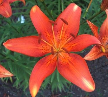 Лилии – посадка, уход, размножение. Лилии – посадка, уход, размножение.