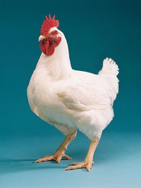 Все о многообразии бройлерных пород Все о многообразии бройлерных пород