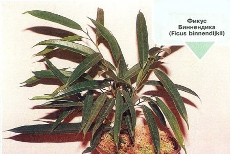 Фикусы - виды и фото Фикусы - виды и фото