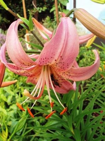 Лилии – посадка, уход, размножение. Лилии – посадка, уход, размножение.