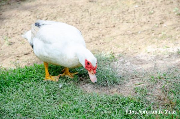 Какие яйца можно подкладывать под индоутку Какие яйца можно подкладывать под индоутку