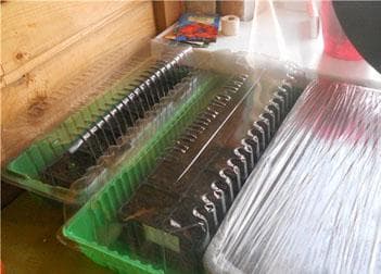 Выращивание цветов вида Нимезия из семян: от посадки до ухода Выращивание цветов вида Нимезия из семян: от посадки до ухода