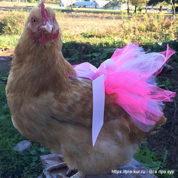 Куры в подгузниках фото и видео