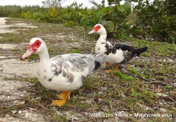 Мускусные утки в домашних условиях