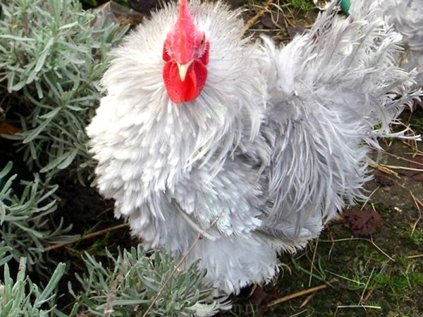 Курчавые — порода кур с говорящим названием
