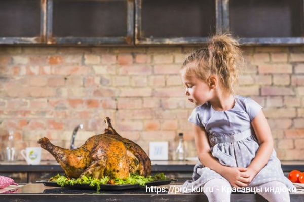 Домашняя индейка и ее биологические особенности Домашняя индейка и ее биологические особенности