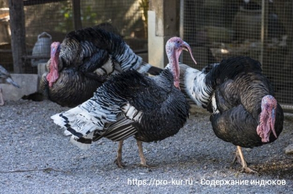 Правильное содержание индюков ТОП-8 советов Правильное содержание индюков ТОП-8 советов