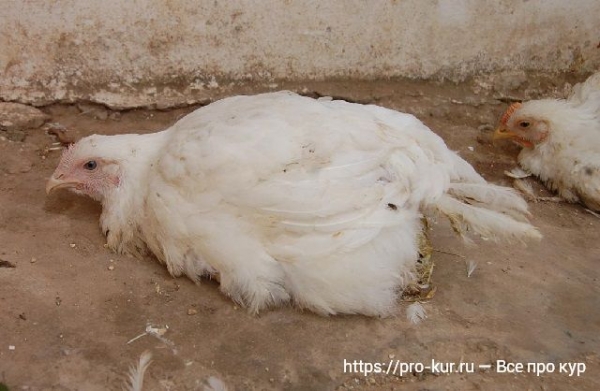 Болезни бройлеров — симптомы и лечение Болезни бройлеров — симптомы и лечение