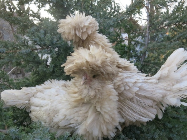 Все об итальянских гостьях — курах Падуанской породы Все об итальянских гостьях — курах Падуанской породы