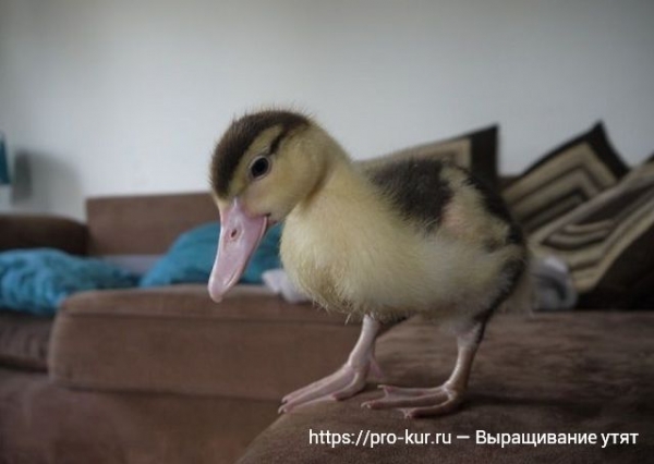Выращивание утят в домашних условиях для начинающих Выращивание утят в домашних условиях для начинающих