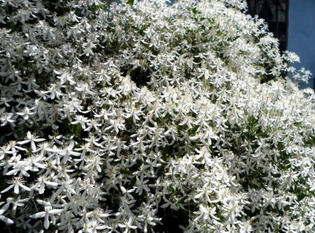 Белый мелкоцветковый клематис или жгучий клематис. Белый мелкоцветковый клематис или жгучий клематис.