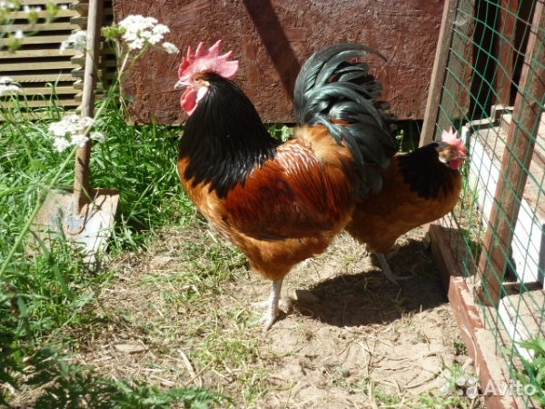 Куры Форверк — элитные и породистые