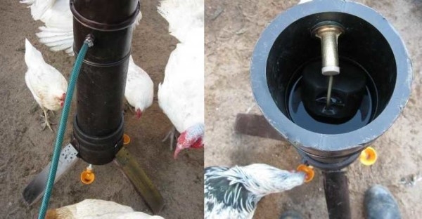 Курятник внутри: что необходимо и как сделать Курятник внутри: что необходимо и как сделать