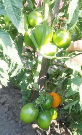 Как заставить томаты спеть на кустах.