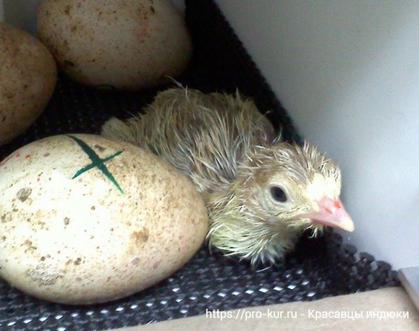 Инкубация индюшиных яиц и режим в домашних условиях