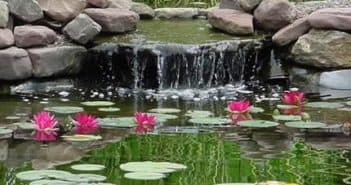 Как выращивать карпа в домашних условиях: разведение и содержание Как выращивать карпа в домашних условиях: разведение и содержание