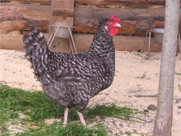 Деревенские курочки Пушкинской породы