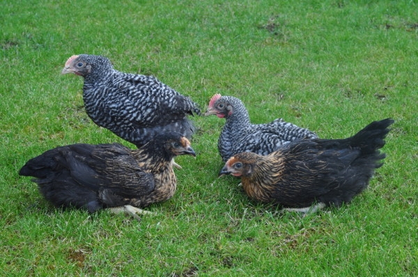 Всё самое интересное о курах Испанка Всё самое интересное о курах Испанка